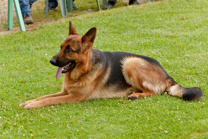 090510_MG_6179.jpg - Education canine