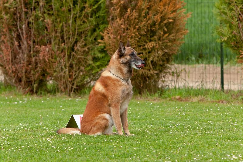 090510_MG_6186.jpg - Education canine