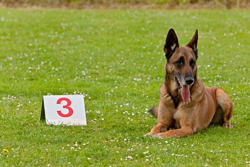 090510_MG_6204.jpg - Education canine