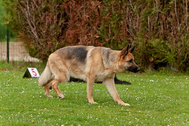 090510_MG_6220.jpg - Education canine