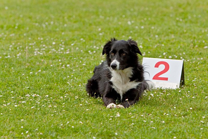090510_MG_6222.jpg - Education canine