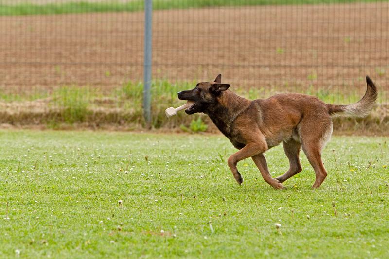 090510_MG_6266.jpg - Education canine