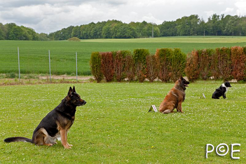 090510_MG_2223.jpg - Education canine