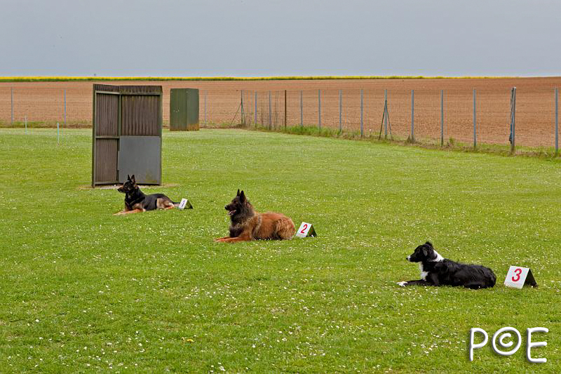 090510_MG_2224.jpg - Education canine