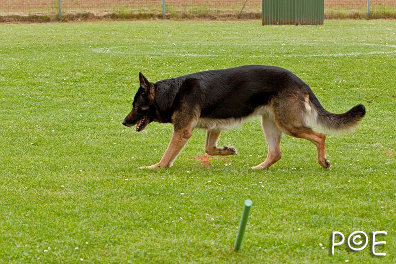 090510_MG_6305.jpg - Education canine