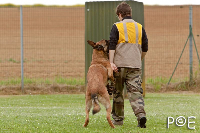 090510_MG_6355.jpg - Education canine
