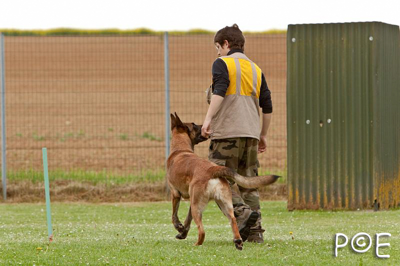 090510_MG_6357.jpg - Education canine