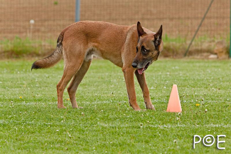 090510_MG_6365.jpg - Education canine