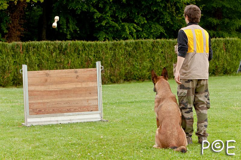 090510_MG_6376.jpg - Education canine