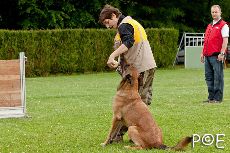 090510_MG_6385.jpg - Education canine