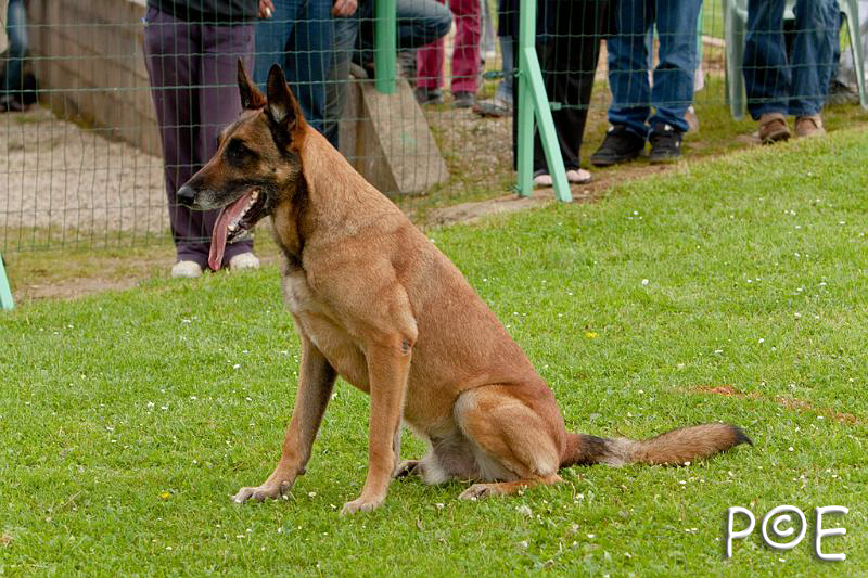 090510_MG_6404.jpg - Education canine
