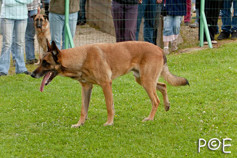 090510_MG_6405.jpg - Education canine