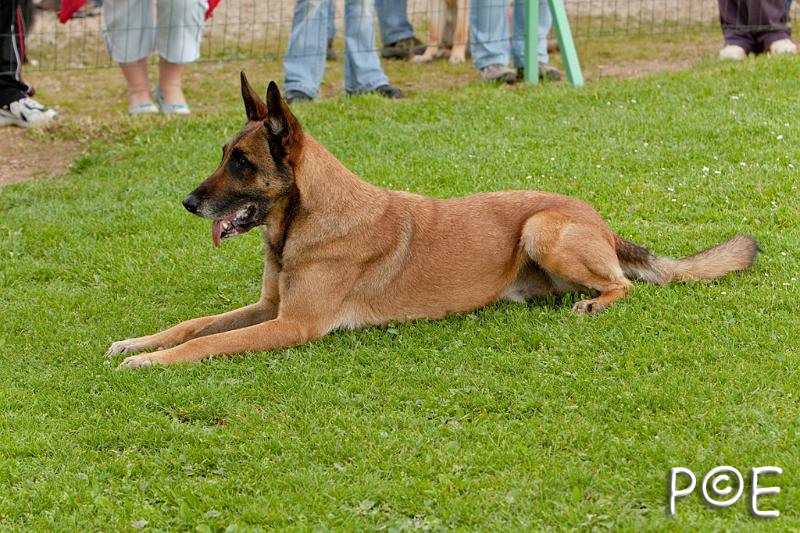 090510_MG_6406.jpg - Education canine
