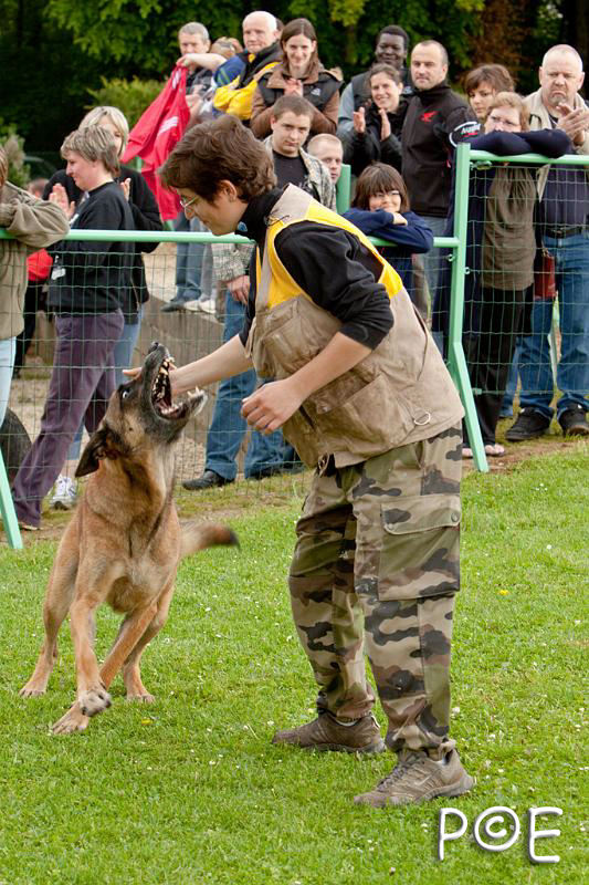 090510_MG_6414.jpg - Education canine