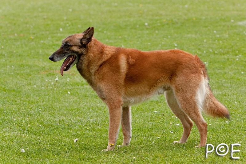 090510_MG_6442.jpg - Education canine