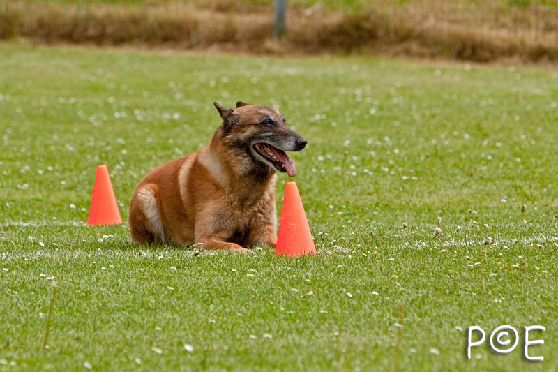 090510_MG_6454.jpg - Education canine