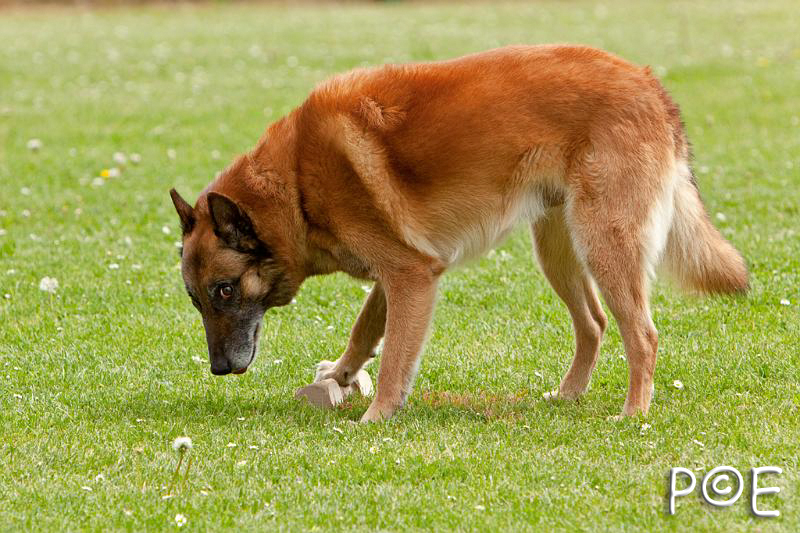 090510_MG_6460.jpg - Education canine