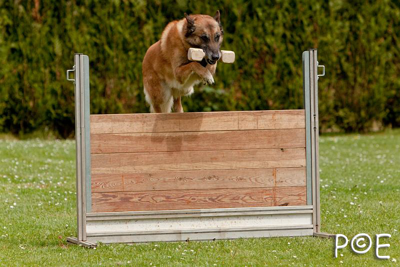 090510_MG_6470.jpg - Education canine