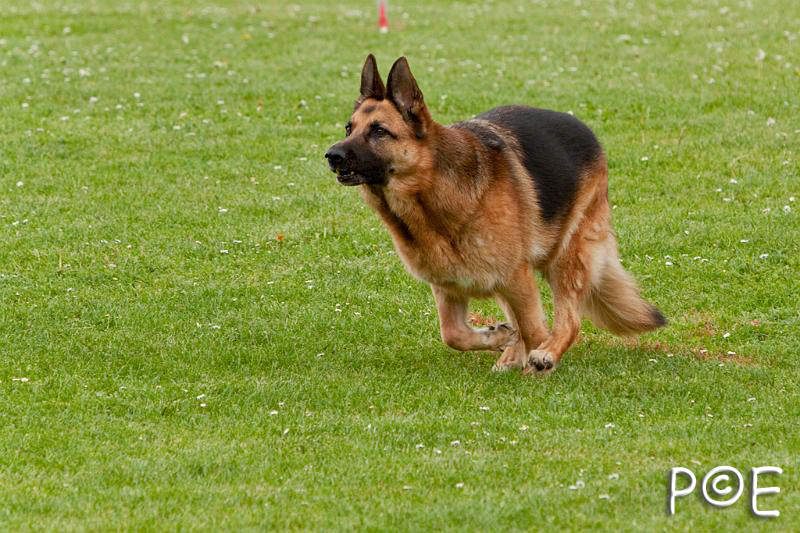 090510_MG_6490.jpg - Education canine