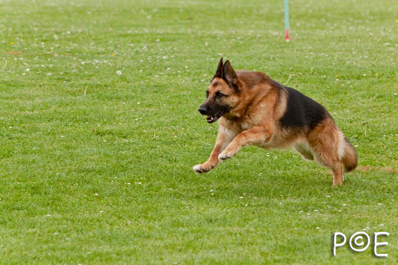 090510_MG_6491.jpg - Education canine
