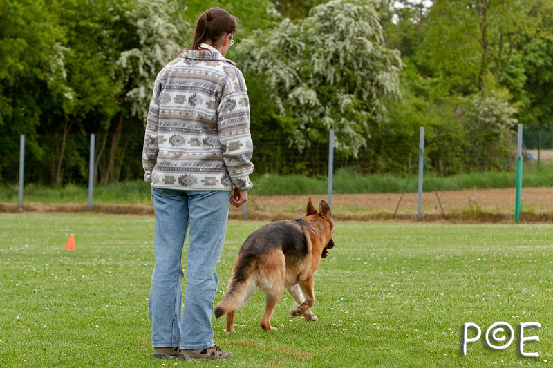 090510_MG_6518.jpg - Education canine