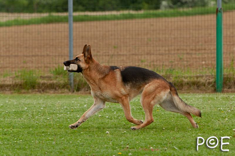 090510_MG_6522.jpg - Education canine