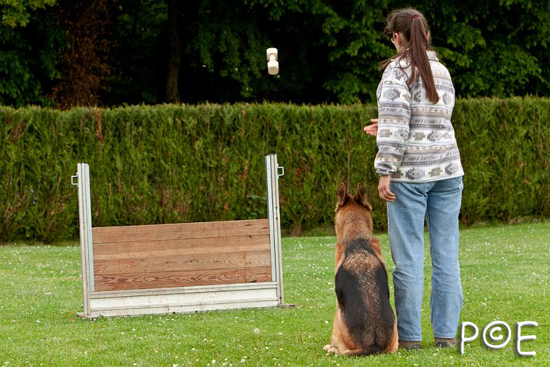 090510_MG_6525.jpg - Education canine