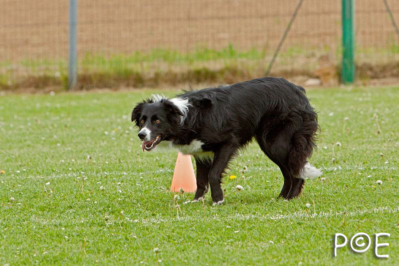 090510_MG_6566.jpg - Education canine
