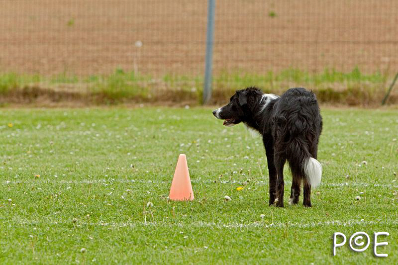 090510_MG_6581.jpg - Education canine