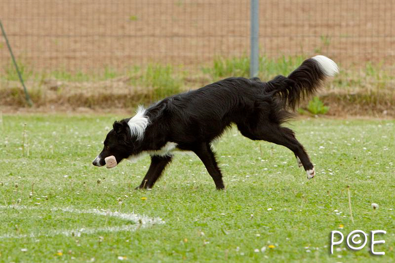090510_MG_6585.jpg - Education canine