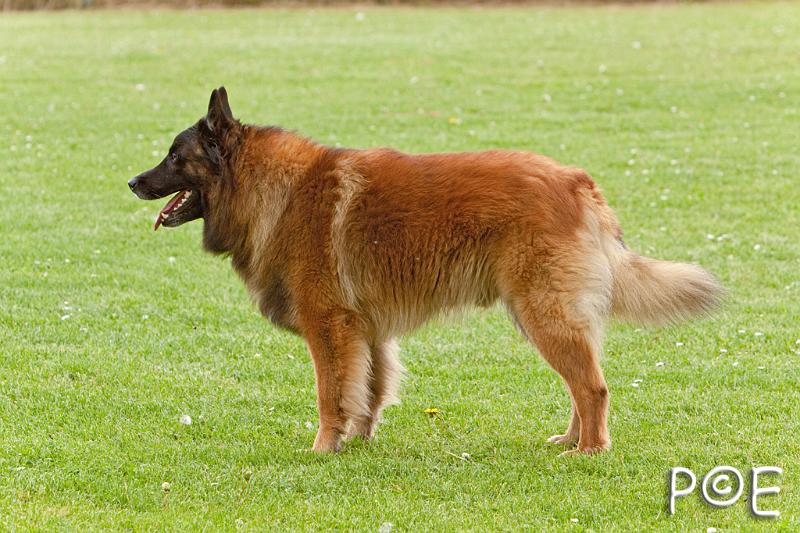 090510_MG_6623.jpg - Education canine
