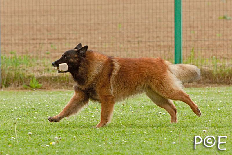 090510_MG_6637.jpg - Education canine