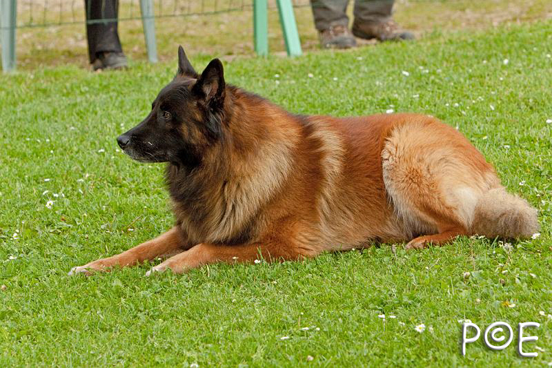 090510_MG_6664.jpg - Education canine