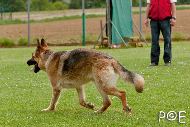 090510_MG_6675.jpg - Education canine