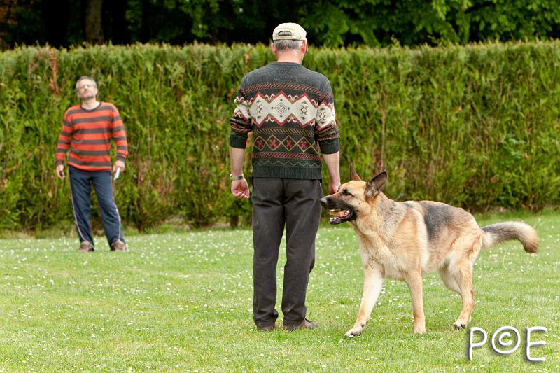 090510_MG_6702.jpg - Education canine