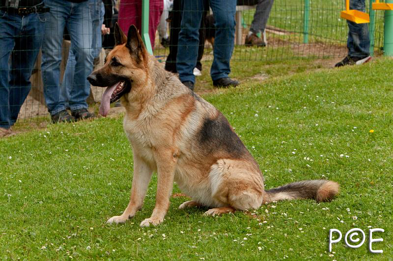 090510_MG_6708.jpg - Education canine