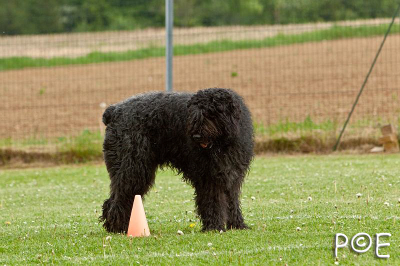090510_MG_6757.jpg - Education canine