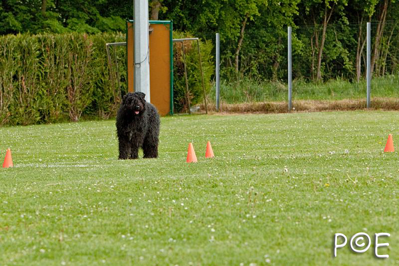 090510_MG_6761.jpg - Education canine
