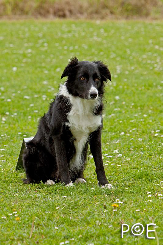 090510_MG_6831.jpg - Education canine