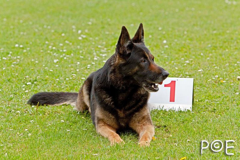 090510_MG_6841.jpg - Education canine