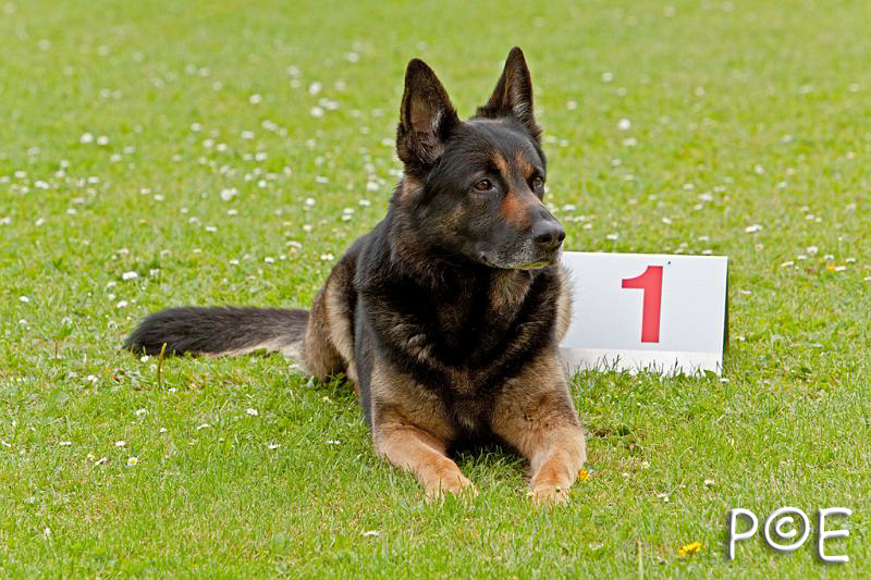 090510_MG_6843.jpg - Education canine