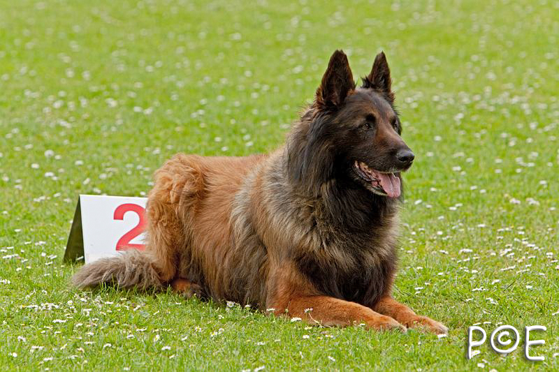 090510_MG_6844.jpg - Education canine