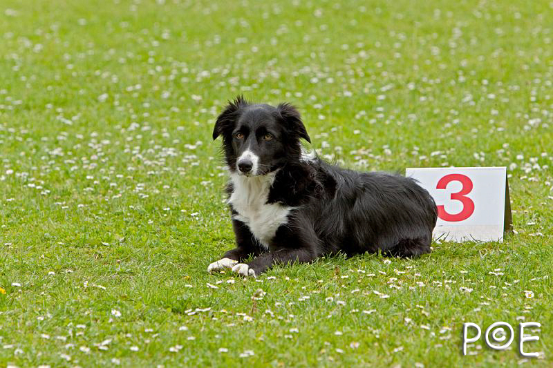 090510_MG_6846.jpg - Education canine