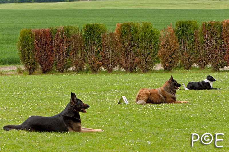 090510_MG_6857.jpg - Education canine