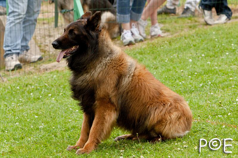 090510_MG_7002.jpg - Education canine