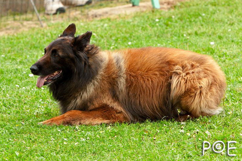 090510_MG_7005.jpg - Education canine