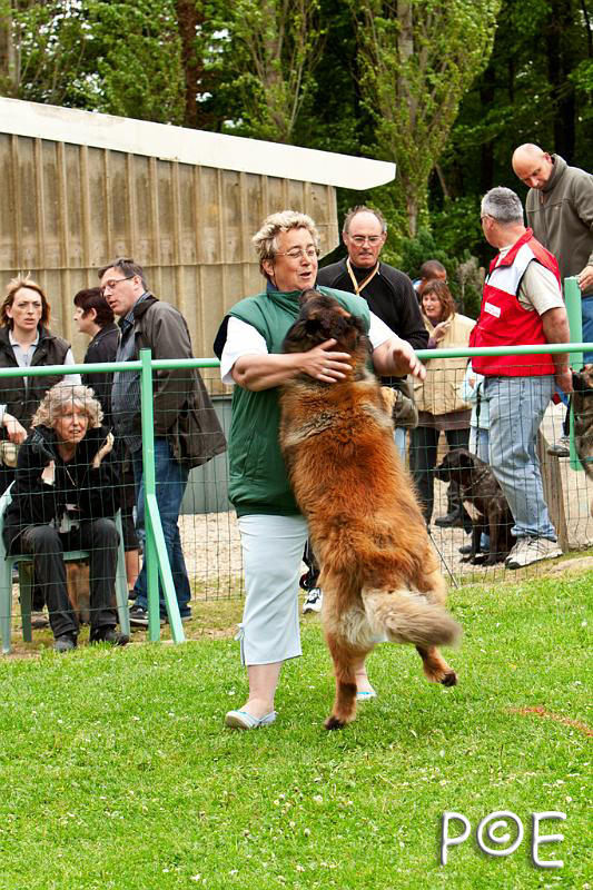 090510_MG_7008.jpg - Education canine