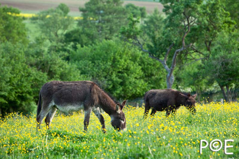 090516_MG_2456.jpg - Les ânes de "Anes Art'Gonne"