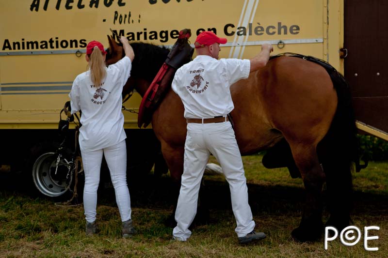 090628_MG_0041.jpg - Education et attelage de chevaux