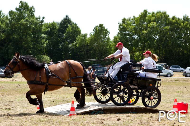 090628_MG_0193.jpg - Concours de présentation de cheval ardennais